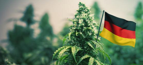 Melhores variedades de canábis para cultivar ao ar livre na Alemanha