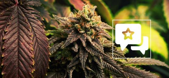 Blue Widow: análise e informação sobre a variedade de canábis