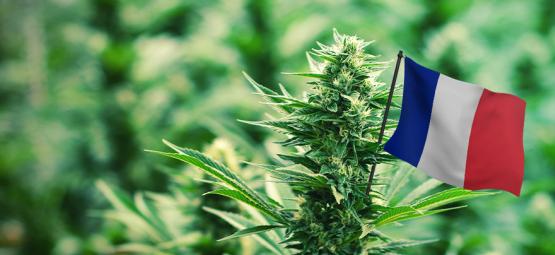 As melhores variedades de canábis para cultivar ao ar livre em França