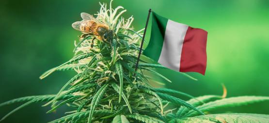 Melhores variedades de canábis para cultivar ao ar livre em Itália