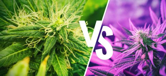 Compreenda a diferença entre as variedades Kush e Haze