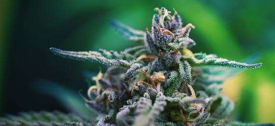 As melhores variedades de canábis CBD e THC para alívio da dor
