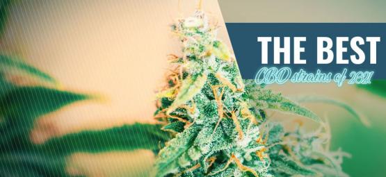 As melhores variedades de CBD para cultivar em casa em 2025