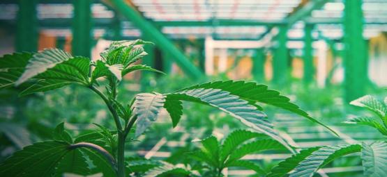 Como funciona o cultivo vertical de canábis