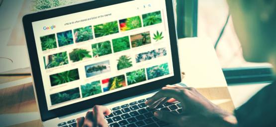 Os melhores sites para apreciadores de cannabis [Atualização 2025]