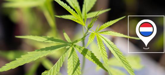 Melhores variedades de canábis para cultivo no exterior nos Países Baixos