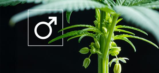 O que fazer com plantas de canábis masculinas?