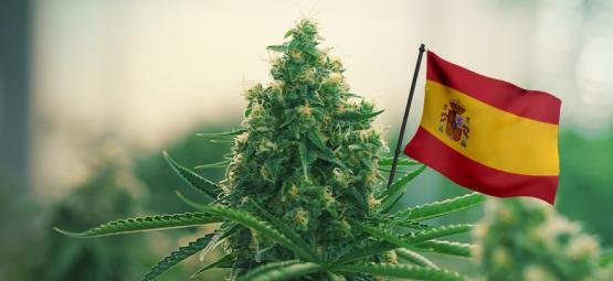 Melhores variedades de canábis para cultivo no exterior em Espanha