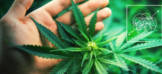 Variedades de canábis difíceis de cultivar, mas altamente recompensadoras