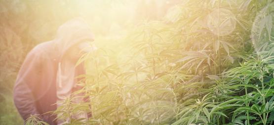 As melhores variedades de cannabis para cultivo guerrilha