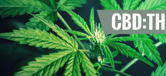 Compreender a importância das diferentes proporções de CBD:THC