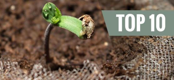 As 10 variedades de canábis mais fáceis de cultivar para iniciantes