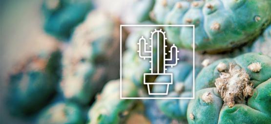 Diferenças entre os cactos de mescalina