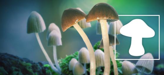 Cogumelos mágicos: a droga mais segura