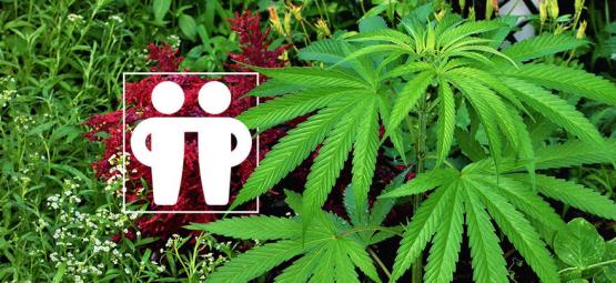 Plantas companheiras para cuidar e proteger a sua cultura de canábis