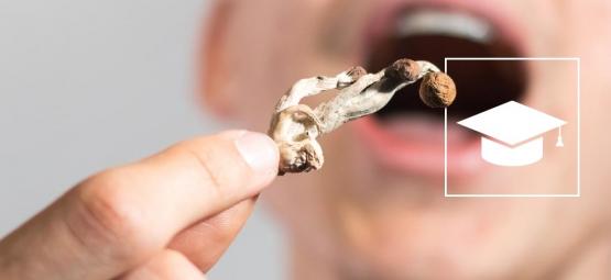 Utilizar cogumelos mágicos para estudar: será realmente eficaz?