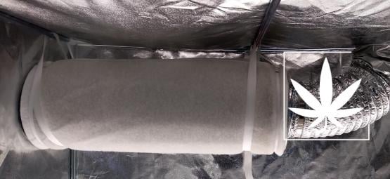 Como utilizar filtros de carbono para neutralizar o odor da cannabis