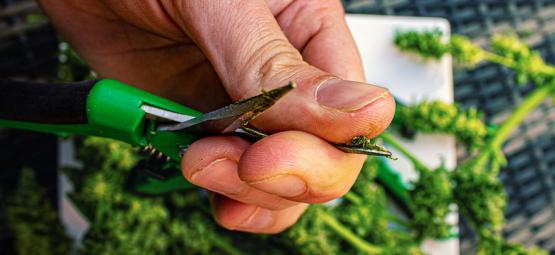 Como limpar tesouras de corte de cannabis