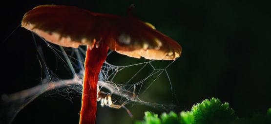 Aranhas sob o efeito de drogas: Como as substâncias afetam animais e insetos?