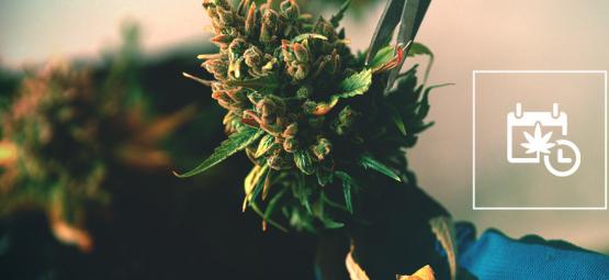 Como acelerar a floração e a colheita da canábis