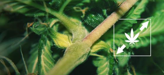 Como evitar que as plantas de canábis fiquem excessivamente altas