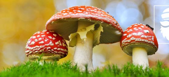 As ligações entre cogumelos mágicos e o Natal