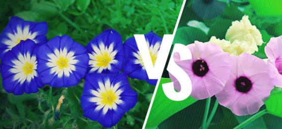 Morning glory vs. hawaiian baby woodrose: quais as diferenças?