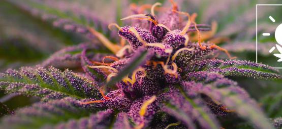 Como cultivar erva roxa