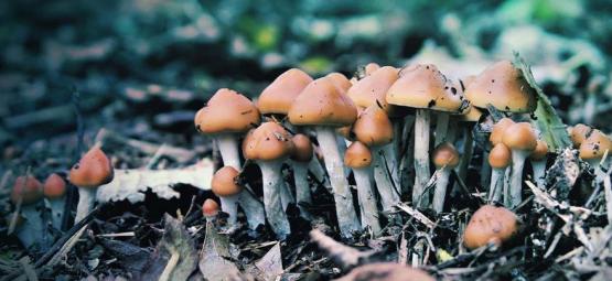 O que é Psilocybe azurescens e como cultivá-lo?