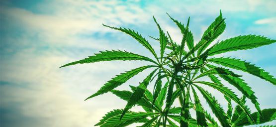 As melhores sementes de canábis para cultivar em climas quentes
