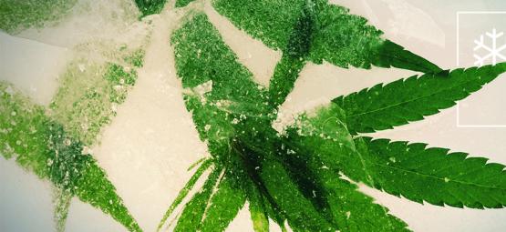 As melhores sementes de canábis para cultivar em climas frios