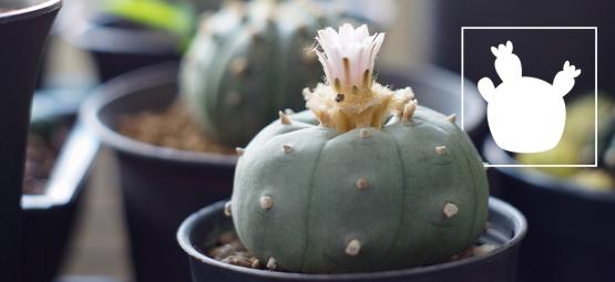 Lophophora decipiens: um peyote de crescimento mais rápido