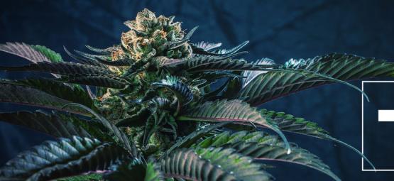 7 variedades de cannabis para os 7 pecados mortais
