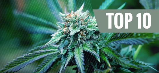 As 10 melhores variedades de canábis medicinal