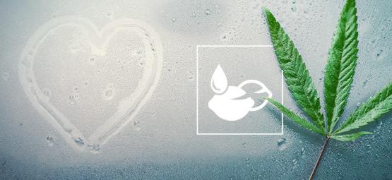 As melhores sementes de canábis para climas tropicais