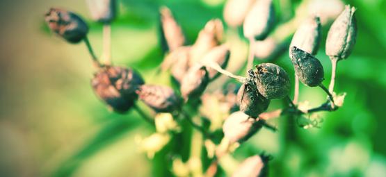 Como cultivar sementes de tabaco