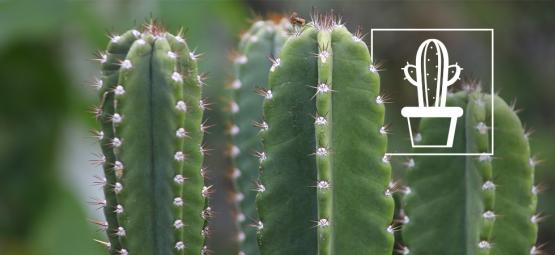 Como cultivar e cuidar do cacto San Pedro