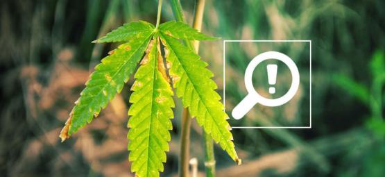 5 problemas que podem surgir durante a floração da canábis