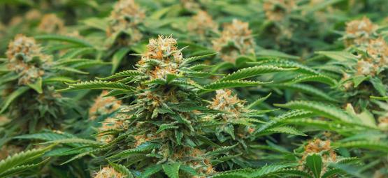 Variedades especiais de canábis para SOG da Philosopher Seeds