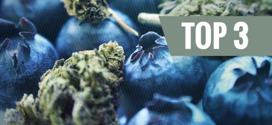 A origem da cannabis Blueberry e as 3 melhores variedades Blueberry