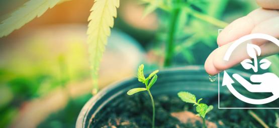 As diferentes fases de cultivo de canábis e a sua importância