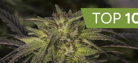Top 10 variedades híbridas de cannabis