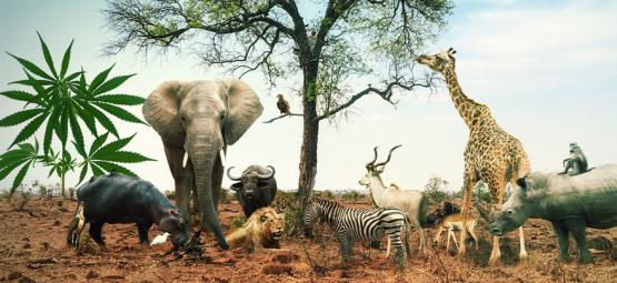 Embarque num safari com estas 5 variedades de cannabis inspiradas nos Big Five