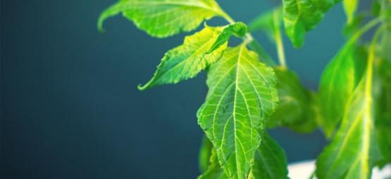 Como processar a sua planta de Salvia divinorum