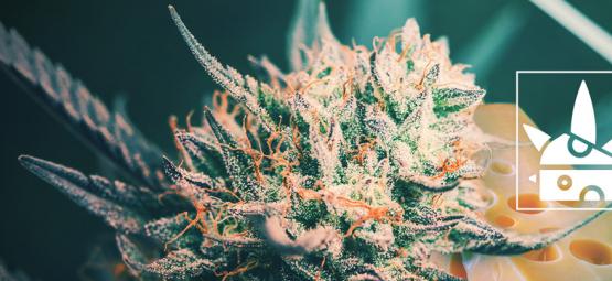 A origem da cannabis Cheese e as 3 melhores variedades Cheese