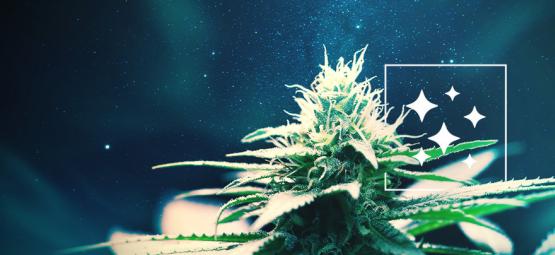 A origem das Northern Lights e as 3 melhores variedades de cannabis Northern Lights