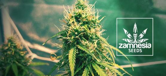 Nova variedade da Zamnesia: Girl Scout Cookies