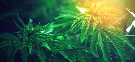 A origem da cannabis AK-47 e as 3 principais variedades AK-47