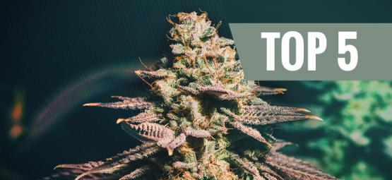 Top 5 variedades de canábis para cultivadores tardios