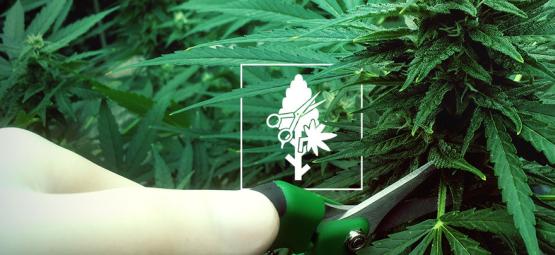 As 4 principais técnicas de poda para as suas plantas de canábis